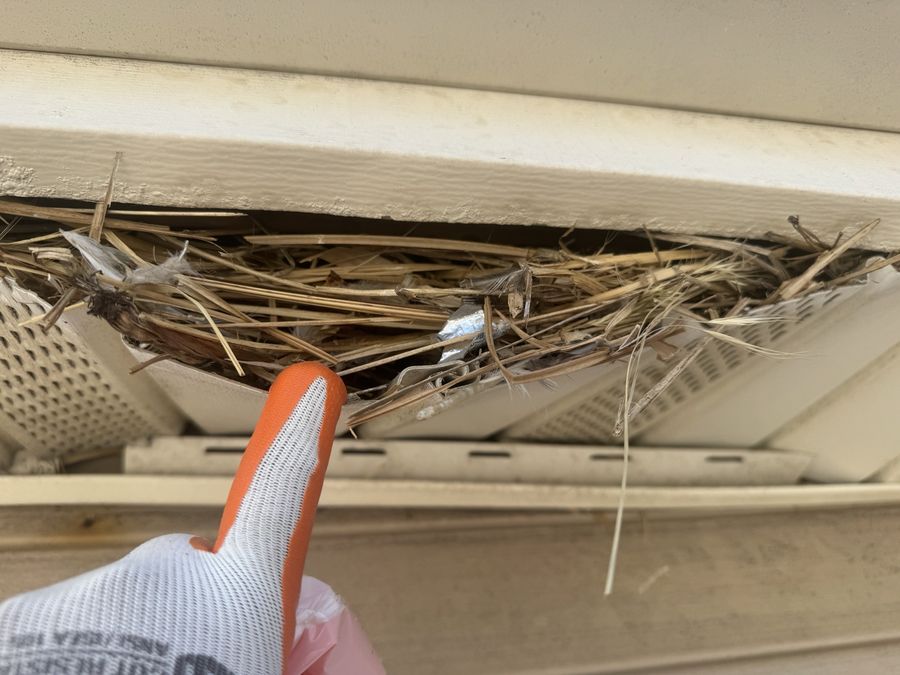 Nesting material packed into a soffit. This is what we look for.