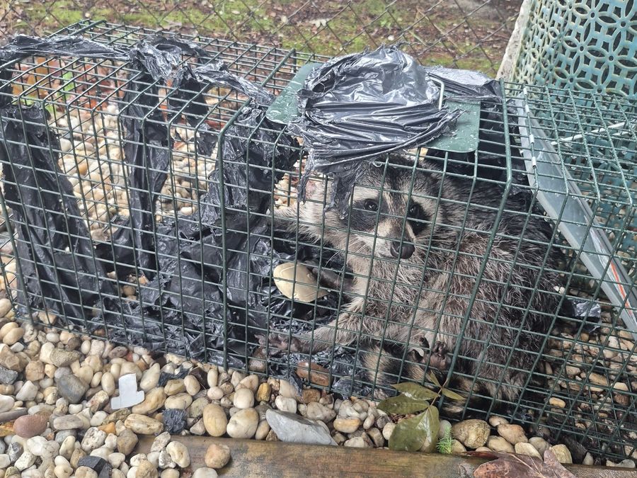 Caught. A live trap means the animal leaves your home alive.