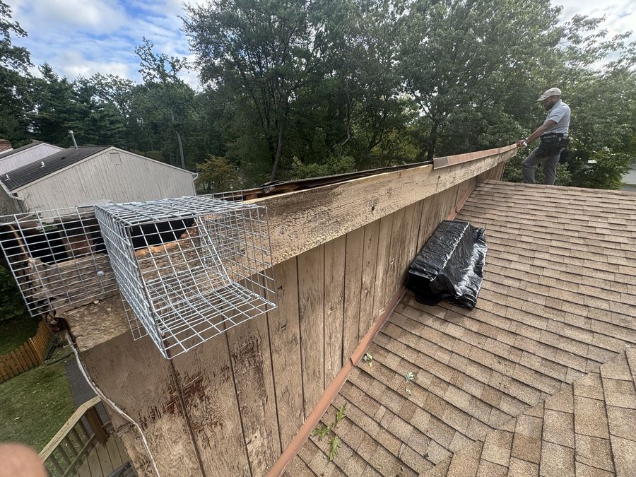 Sealing the roofline with steel mesh so nothing gets back in.